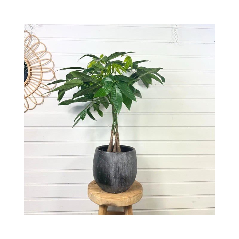 Pachira Aquatica 80-100 cm