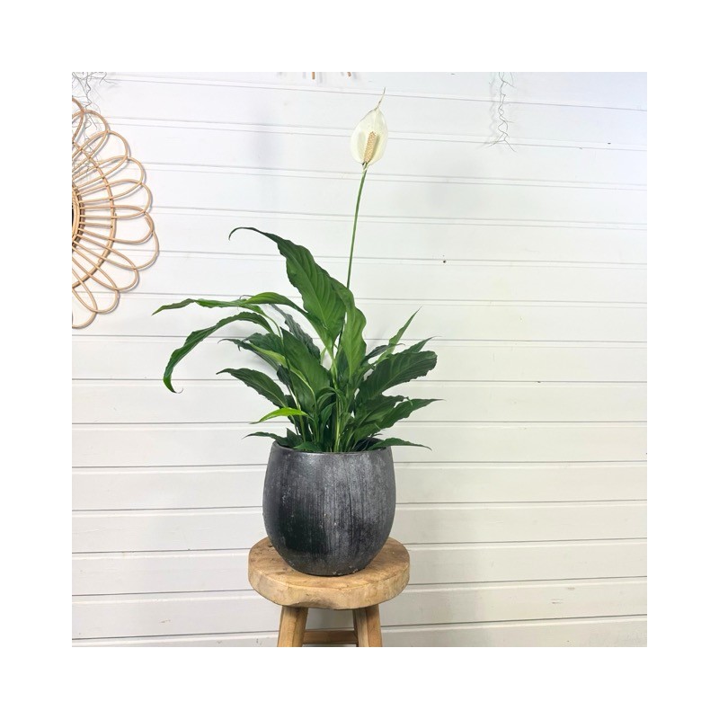Spathiphyllum / Fleur de lune 40 - 50 cm
