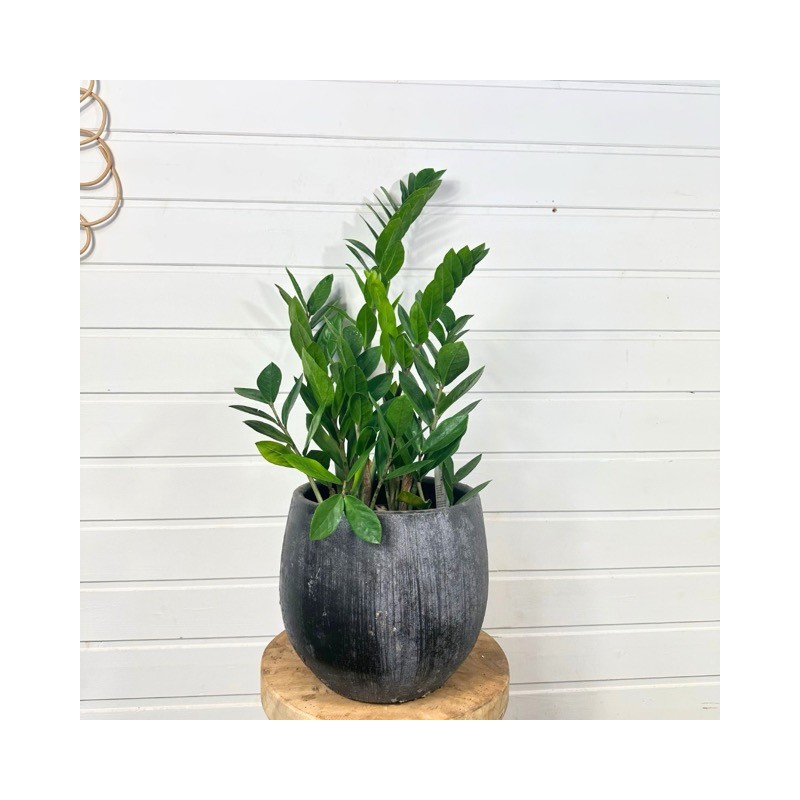Zamioculcas 60-70 cm