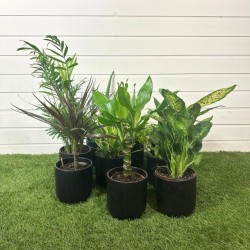 Panier 8 plantes surprises 20-40 cm