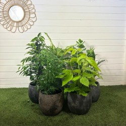 Panier 6 plantes surprises 50-70 cm