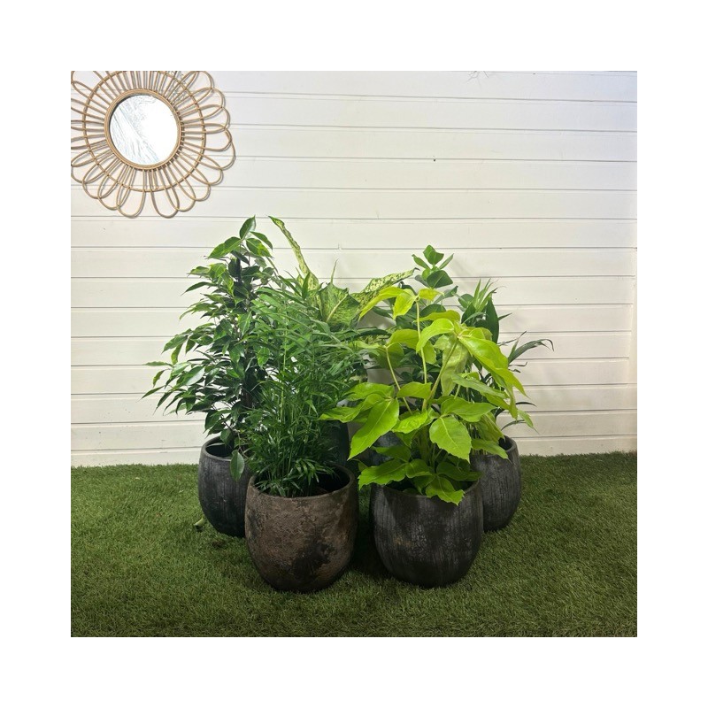 Panier 6 plantes surprises 50-70 cm