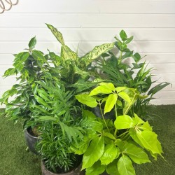 Panier 6 plantes surprises 50-70 cm