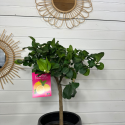 Citronnier 4 saison  70-80 cm avec fruit