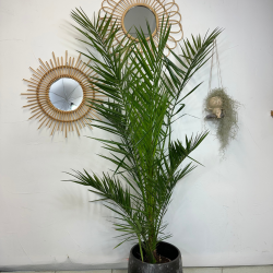 Phoenix canariensis 130-150 cm