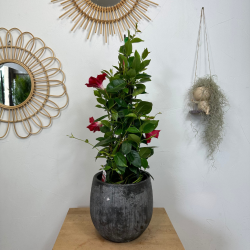 Dipladenia rouge 70 - 75 cm