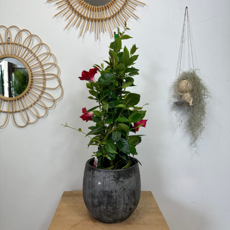 Dipladenia rouge 70 - 75 cm Dipladenia rouge 70 - 75 cm