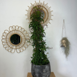 Jasmin Polyanthum 80 - 90 cm