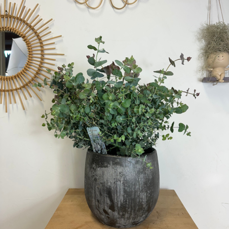 Eucalyptus 30 - 40 cm