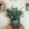 Eucalyptus 30 - 40 cm