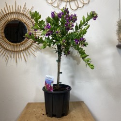 Polygala