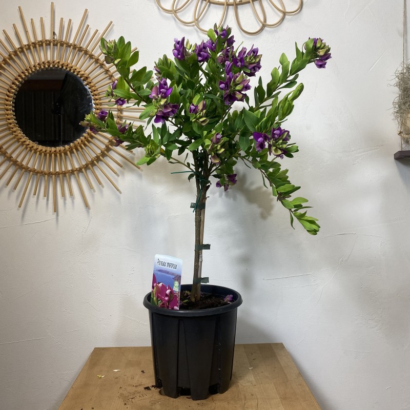 Polygala