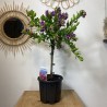 Polygala