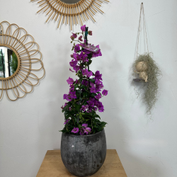 Bougainvillier 70 -75 cm