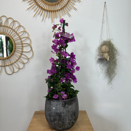 Bougainvillier 70 -75 cm
