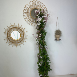 Jasmin Polyanthum 130-150 cm