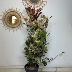Photinia 90-100cm
