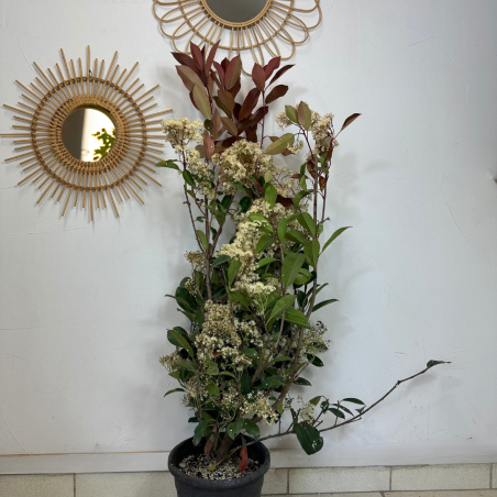 Photinia 90-100cm
