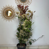 Photinia 90-100cm