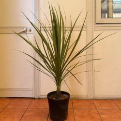 Cordyline INDIVISA  90-100cm