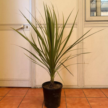 Cordyline INDIVISA 90-100cm Cordyline INDIVISA 90-100cm