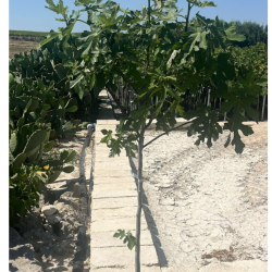 Ficus carica 150-160 cm