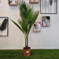 Palmier Washingtonia Robusta 100 - 110 cm