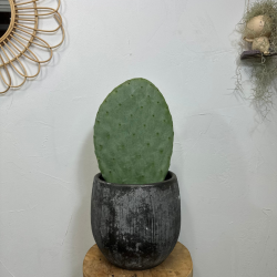 Figuier de Barbarie 60-70 cm