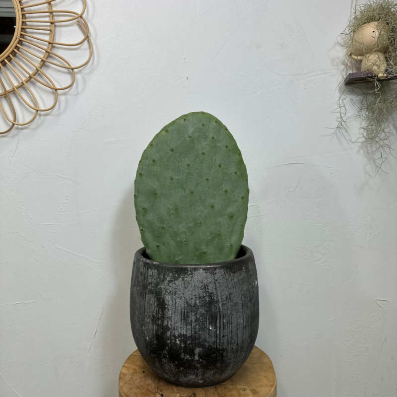 Figuier de Barbarie 60-70 cm