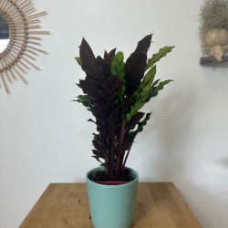 Calathéa RUFIBARBA  15-30 cm
