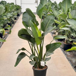 Strelitzia Nicolai 90-100 cm