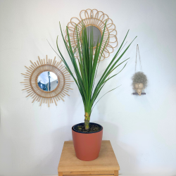 Cordyline INDIVISA  90-100cm