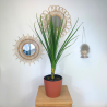 Cordyline INDIVISA  90-100cm