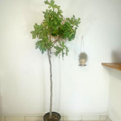 Ficus carica 150-160 cm