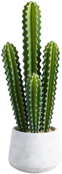 plante-cactus