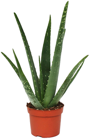 plante-aloe-vera