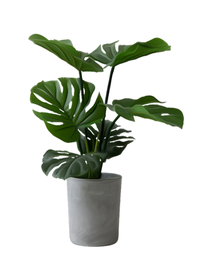 plante-monstera