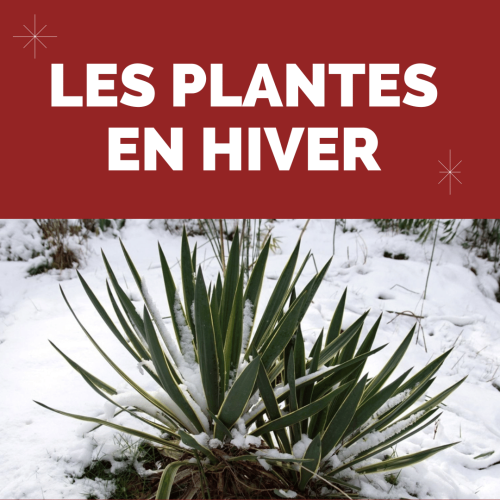 Les plantes en hiver