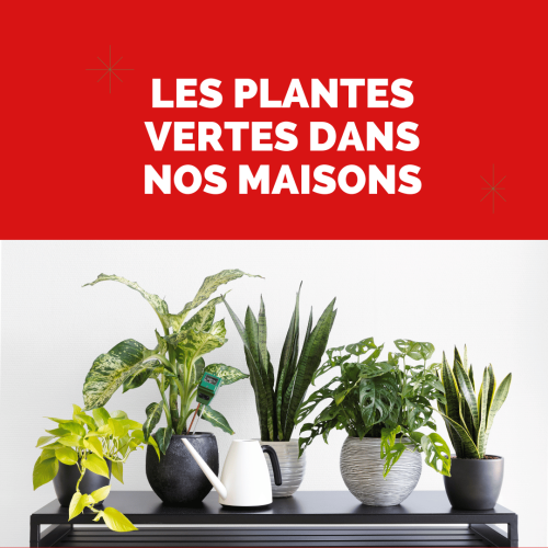 Les plantes vertes entre dans nos maisons