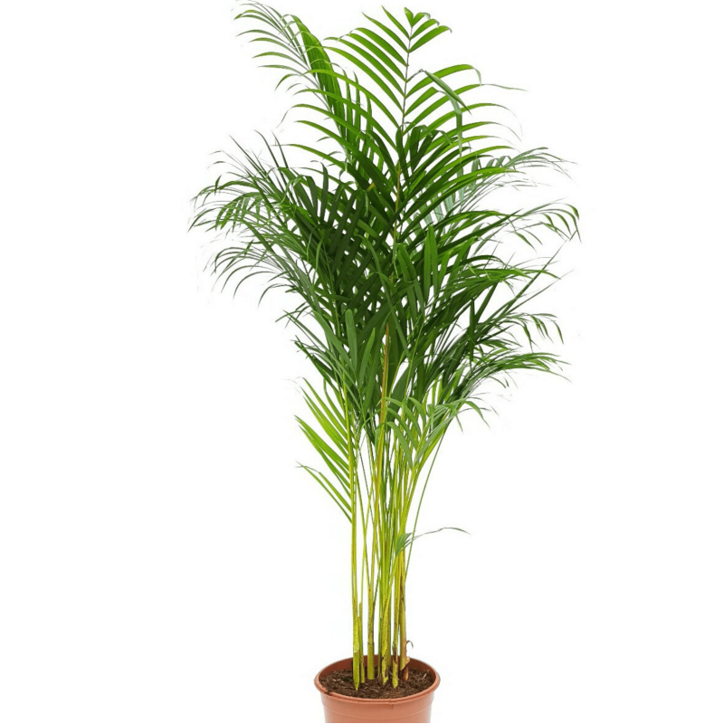 DYPSIS LUTESCENS Plante Naturelle, Aréca, 17 Cm