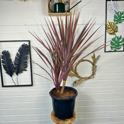 Cordyline Australis red star 100-110cm