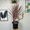 Cordyline Australis red star 100-110cm