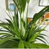 Kentia 140 - 160 cm