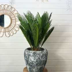 Cycas revoluta 65-75cm