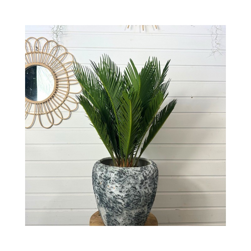 Cycas revoluta 65-75cm