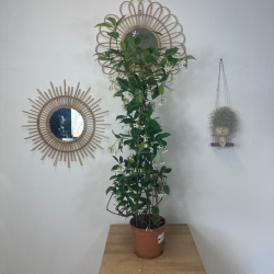 Jasmin étoilé 80 - 90 cm