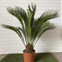 Cycas revoluta 75-85cm