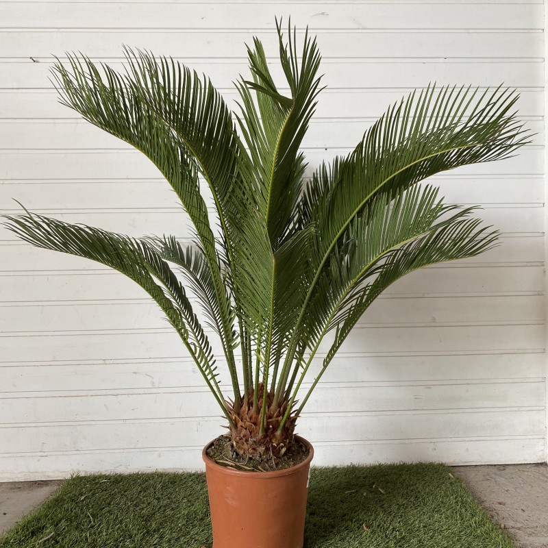 Cycas revoluta 75-85cm