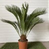 Cycas revoluta 75-85cm
