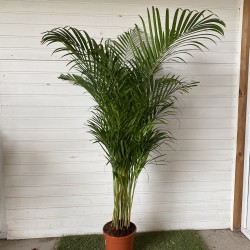 Dypsis Lutescens 160 - 170 cm